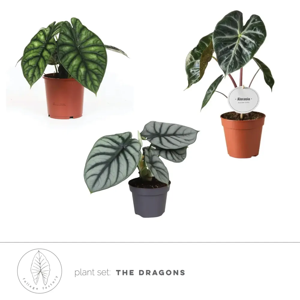 Pflanzenset: Dragon Alocasias