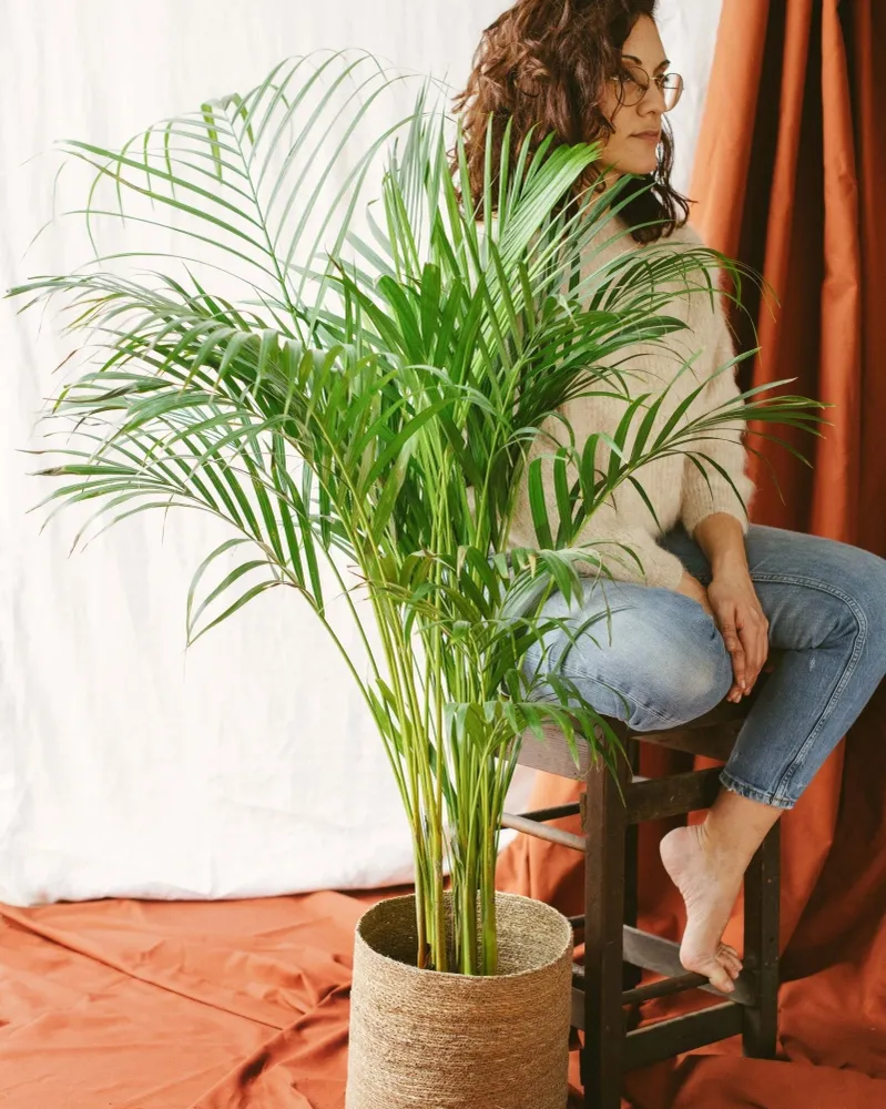 Areca-Palme