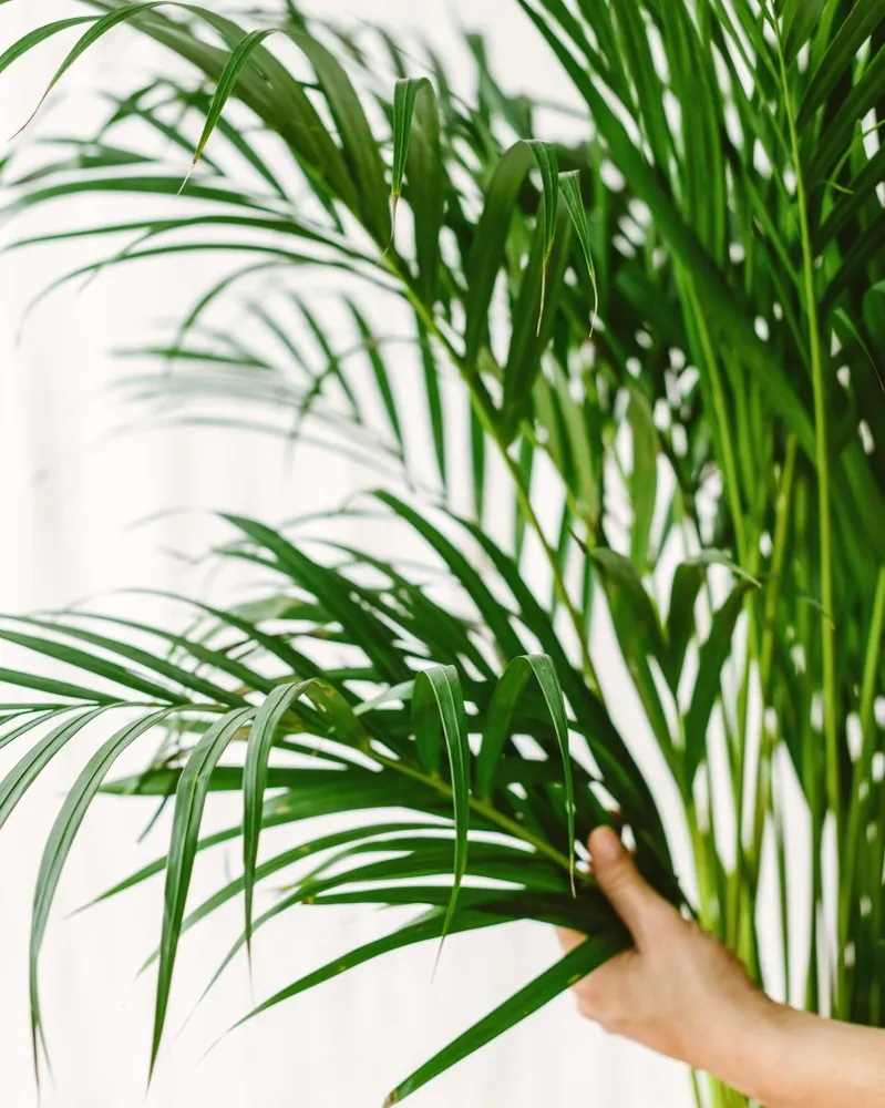 Areca-Palme