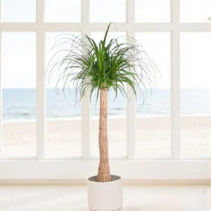 Beaucarnea