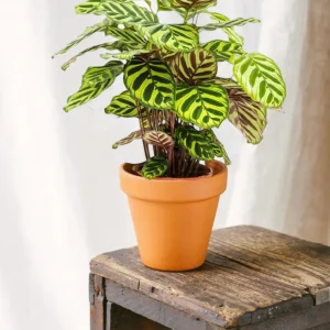 Calathea Makoyana