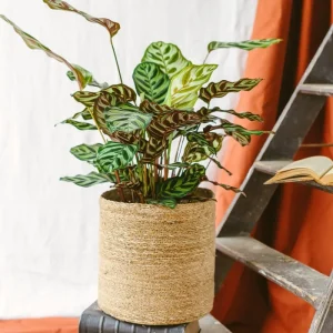 Calathea Makoyana