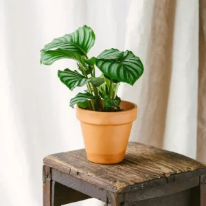 Calathea Orbifolia