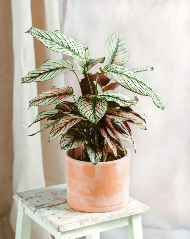 Calathea weißer Stern