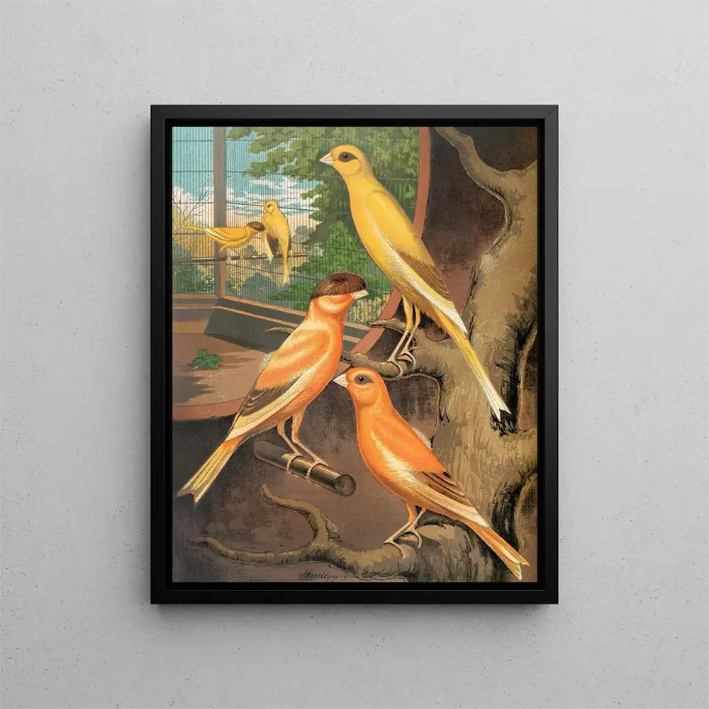 Canaris cannelle - W. . Blakston Gemälde