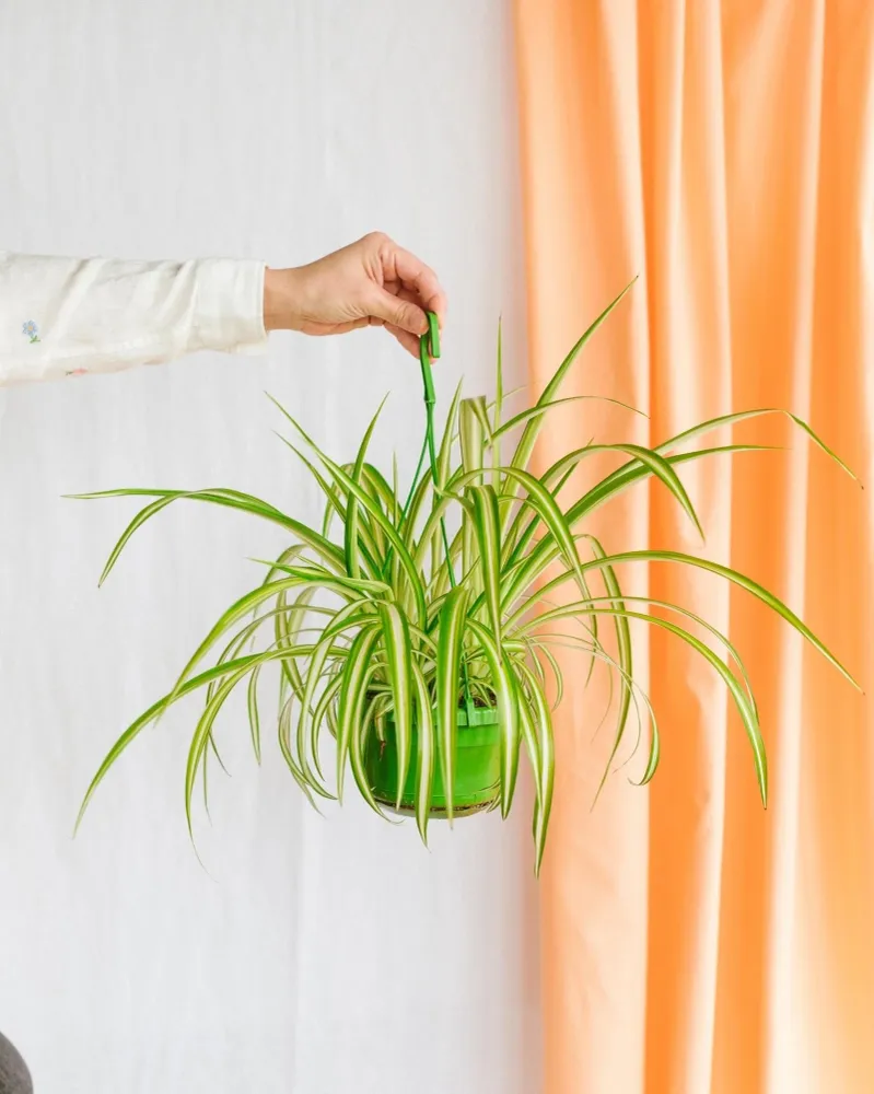 Chlorophytum variegata