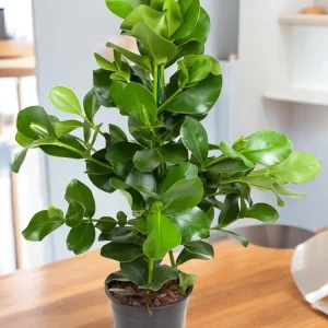 Clusia Rosea
