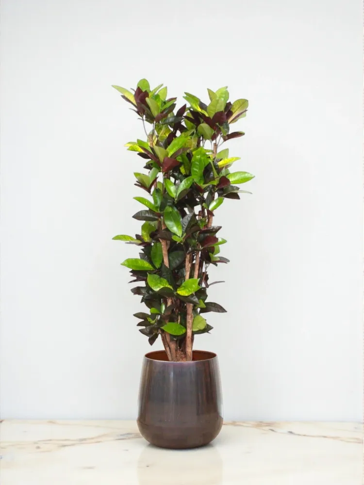 Codiaeum Iceton Croton