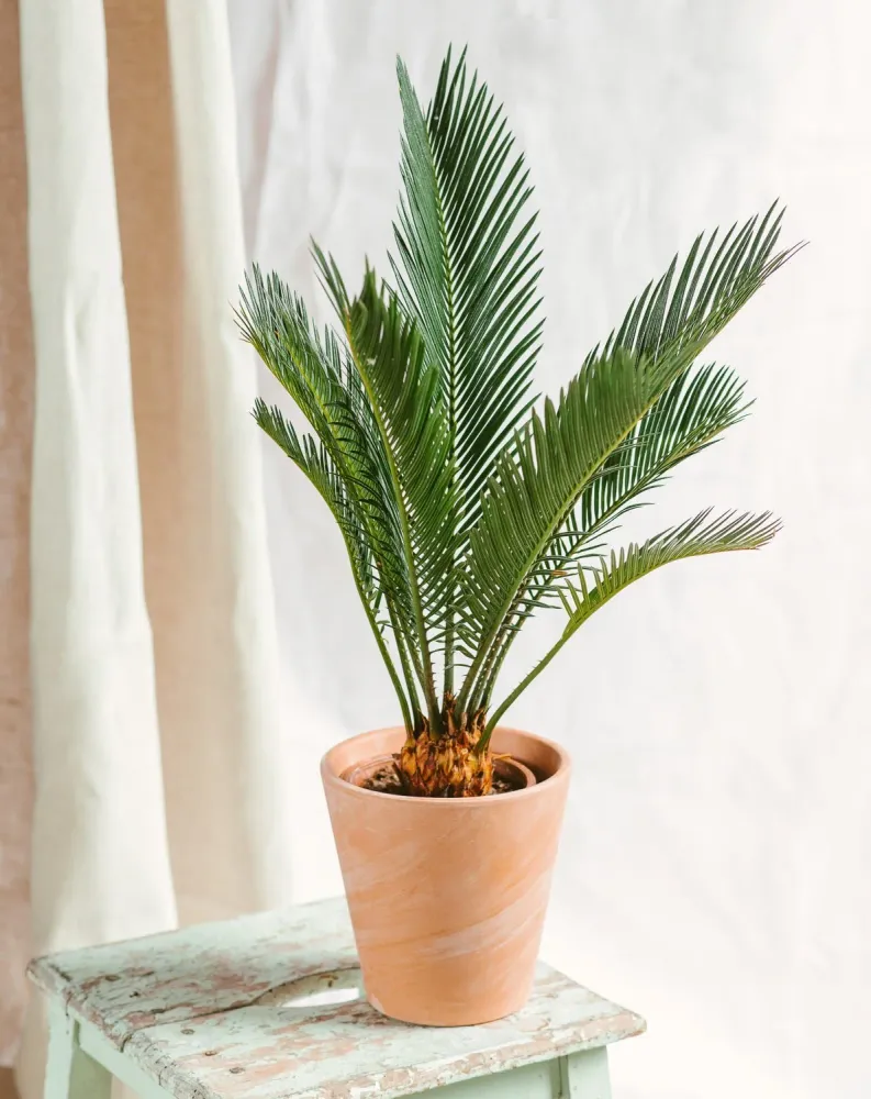 Cycas Revoluta