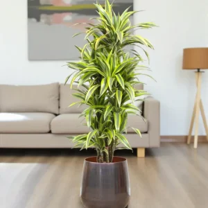 Dracaena-Zitronen-Limette