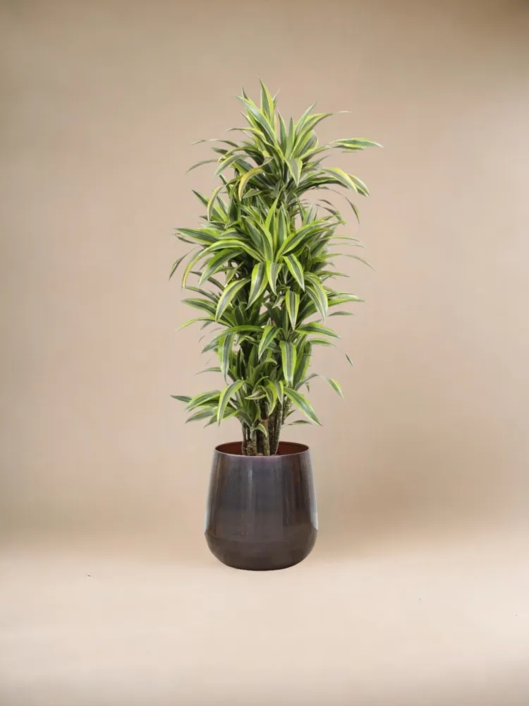 Dracaena-Zitronen-Limette