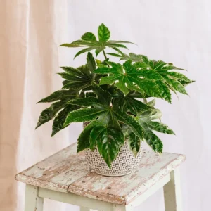 Fatsia Japonica