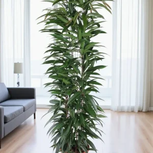 Ficus Alii King – 150 cm – ø29