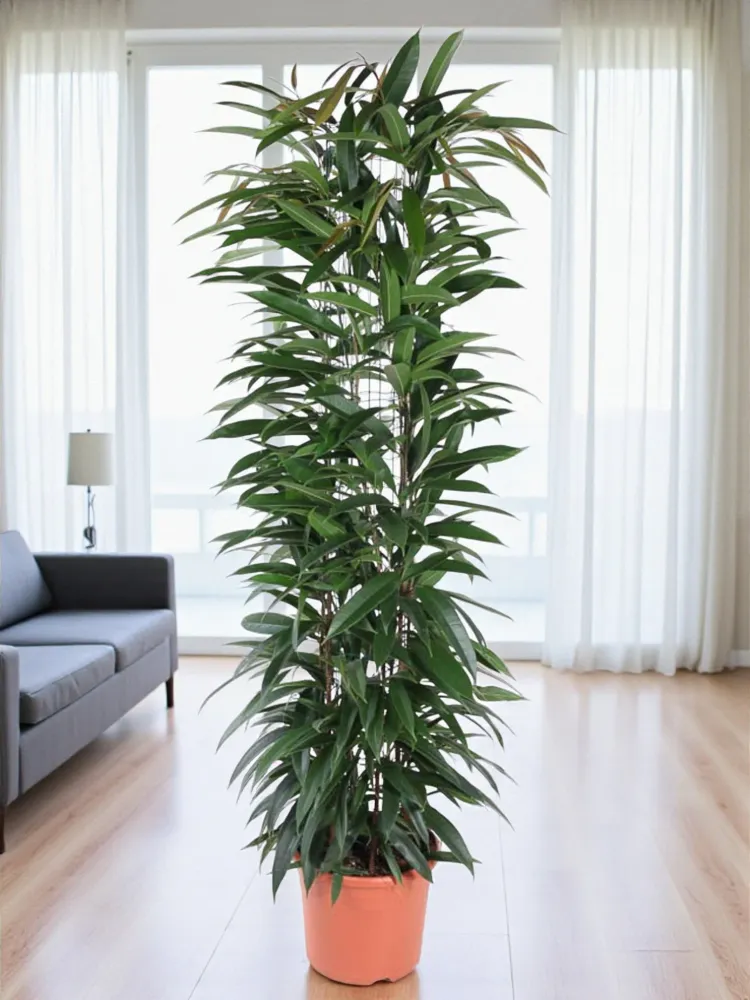 Ficus Alii King – 150 cm – ø29