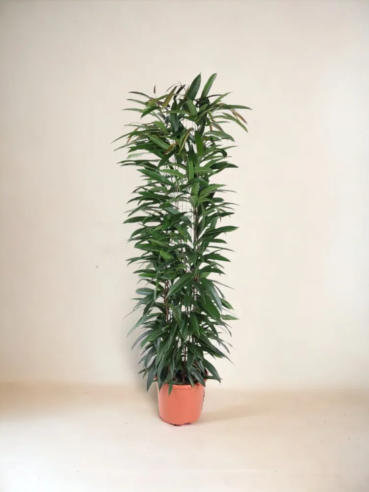 Ficus Alii King – 150 cm – ø29