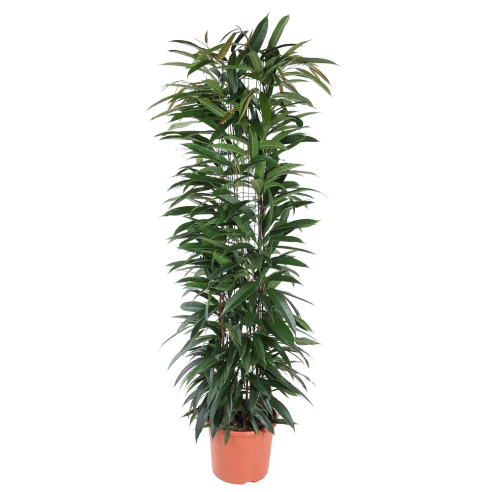 Ficus Alii King – 150 cm – ø29