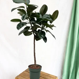 Ficus Elastica Robusta Stamm – 130 cm – ø24