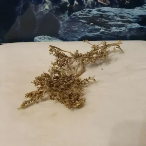 Fingerwurzel natur groß 27x15x6cm für Welse, Fische, Garnelen, Krebse Aquarium