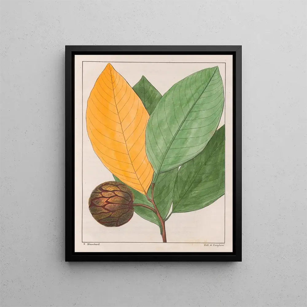 Gemälde Anona sylvatica - Auguste de Saint-Hilaire | Kunstdruck