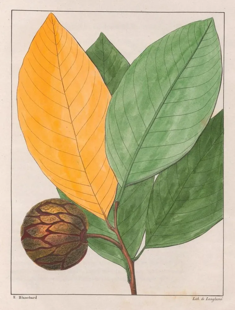 Gemälde Anona sylvatica - Auguste de Saint-Hilaire | Kunstdruck