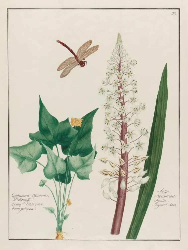 Gemälde Contrayerva officinalis und Scille - Petr Martynovich Gofman