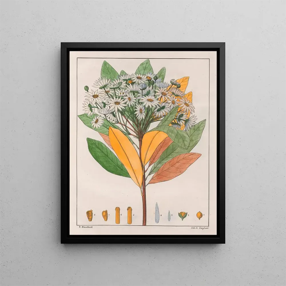 Gemälde Drymys granatensis V. sylvatica - Auguste de Saint-Hilaire | Kunstdruck