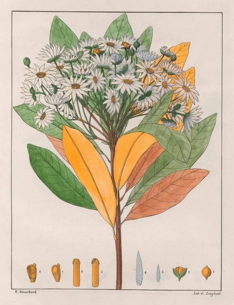 Gemälde Drymys granatensis V. sylvatica - Auguste de Saint-Hilaire | Kunstdruck