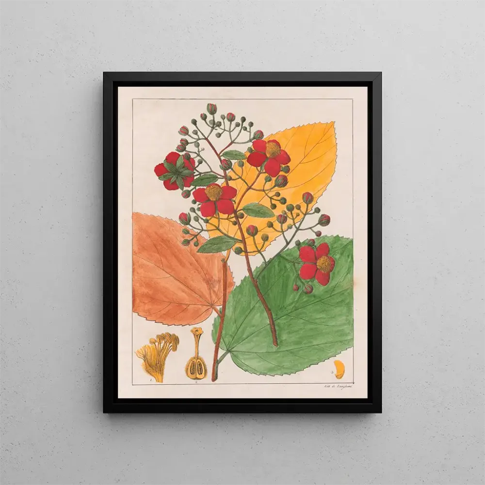 Gemälde Luhea paniculata - Auguste de Saint-Hilaire | Kunstdruck