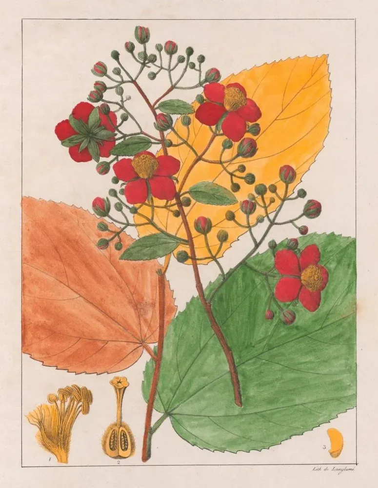 Gemälde Luhea paniculata - Auguste de Saint-Hilaire | Kunstdruck