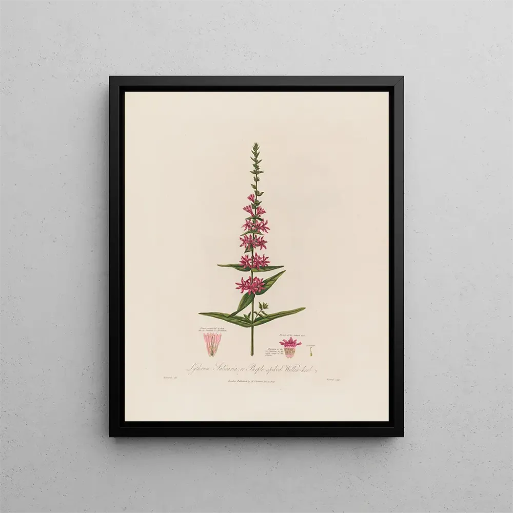 Gemälde Lythrum salicaria ou épilobe à fleurs pourpres - Robert John Thornton