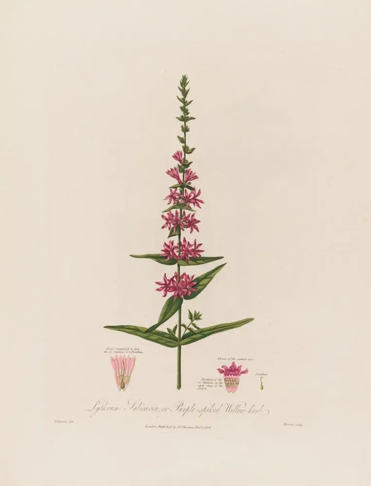Gemälde Lythrum salicaria ou épilobe à fleurs pourpres - Robert John Thornton