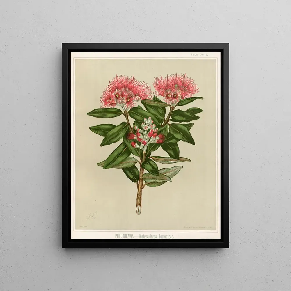 Gemälde Pohutukawa Metrosideros tomentosa, Planche 37 - Sarah Featon