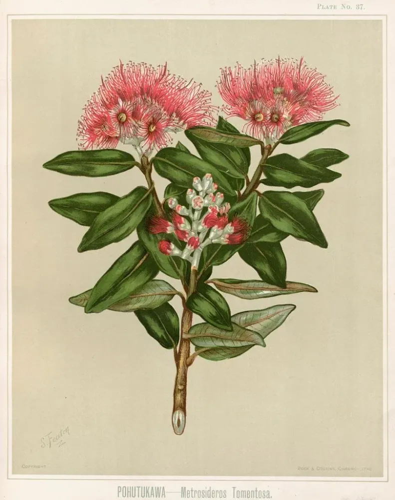 Gemälde Pohutukawa Metrosideros tomentosa, Planche 37 - Sarah Featon