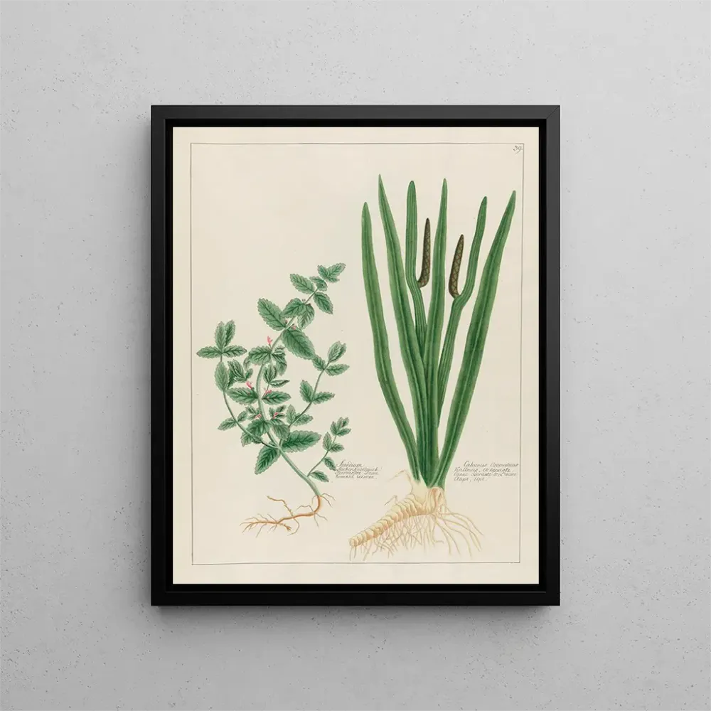 Gemälde Scordium und aromatischer Calamus - Petr Martynovich Gofman
