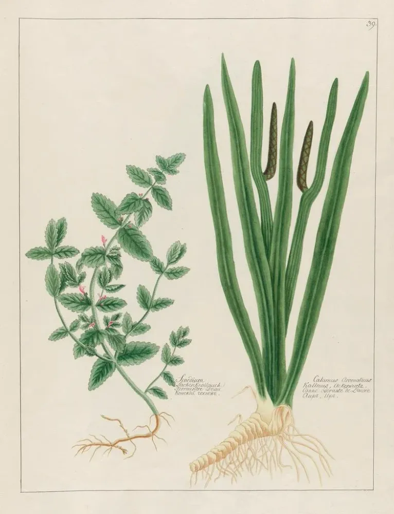 Gemälde Scordium und aromatischer Calamus - Petr Martynovich Gofman