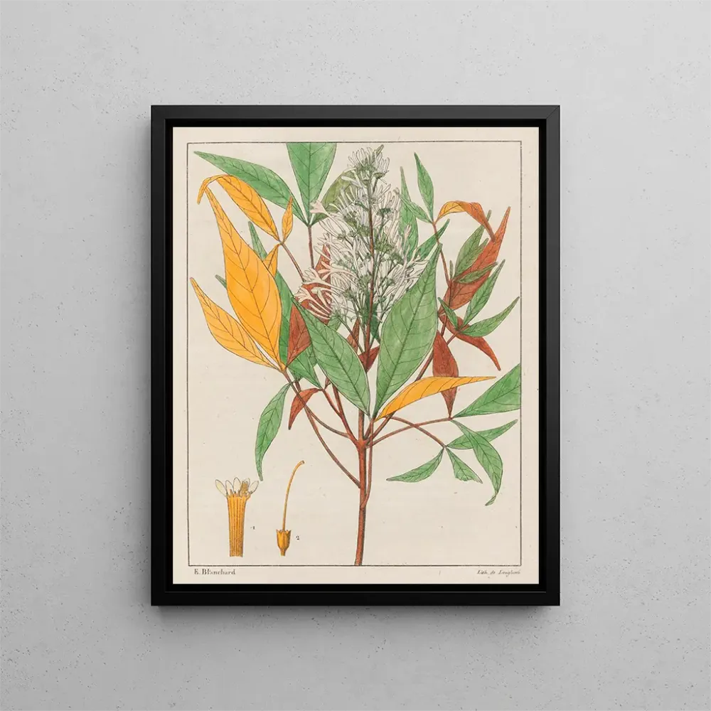 Gemälde Ticorea febrifuga - Auguste de Saint-Hilaire | Kunstdruck