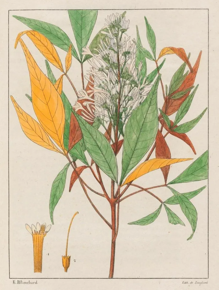 Gemälde Ticorea febrifuga - Auguste de Saint-Hilaire | Kunstdruck