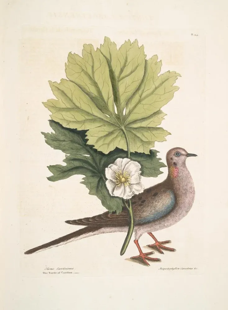Gemälde Turtur caroliniensis, die Caroline-Schildkröte, anapodophyllon canadense, der May-Apple - Mark Catesby