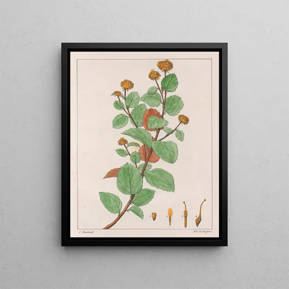 Gemälde Waltheria dorée - Auguste de Saint-Hilaire | Kunstdruck