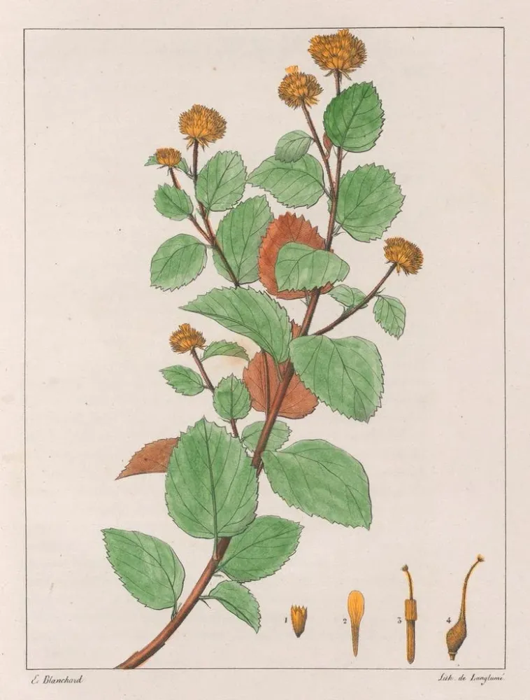 Gemälde Waltheria dorée - Auguste de Saint-Hilaire | Kunstdruck