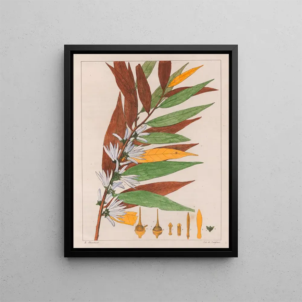 Gemälde Xylopia sericea - Auguste de Saint-Hilaire | Kunstdruck