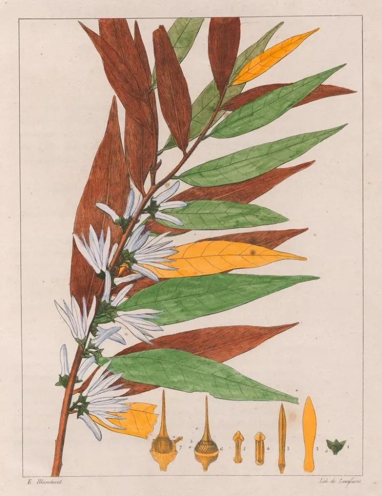 Gemälde Xylopia sericea - Auguste de Saint-Hilaire | Kunstdruck