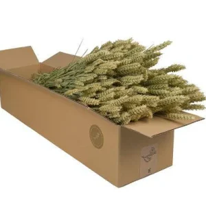 Getrocknete Blumen – Weizen (Triticum) – Natur – 4 Sträuße – ↕60cm – Dekorative Trockenblumen Bündel – Langlebig & pflegel...