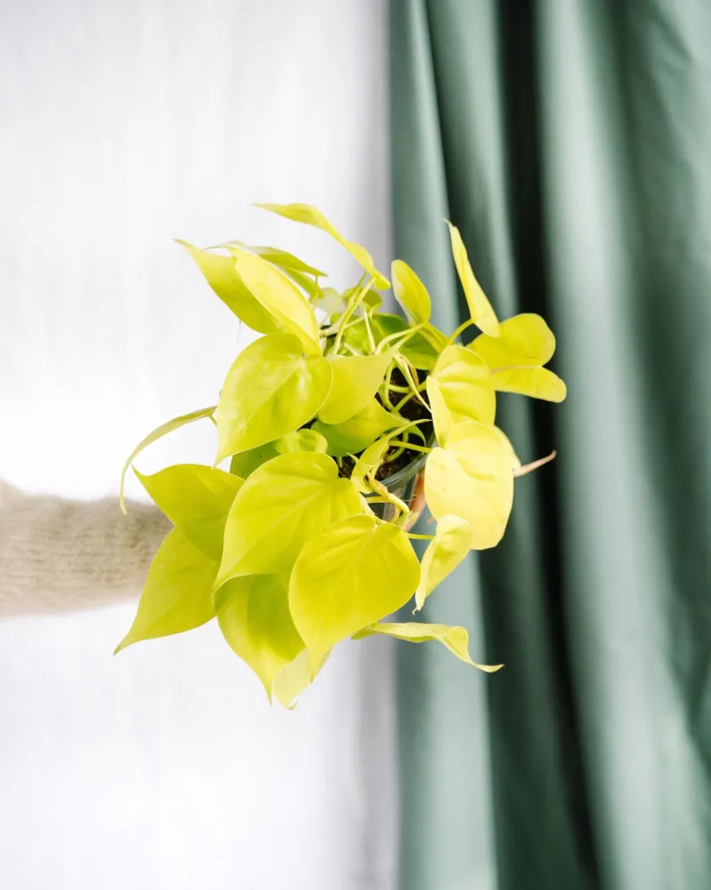 Großer Lindenphilodendron