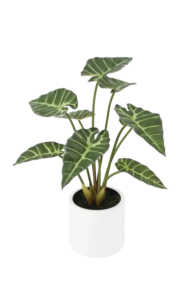 Künstliche Alocasia - Svannah | 59 cm