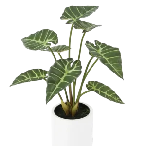 Künstliche Alocasia - Svannah | 59 cm