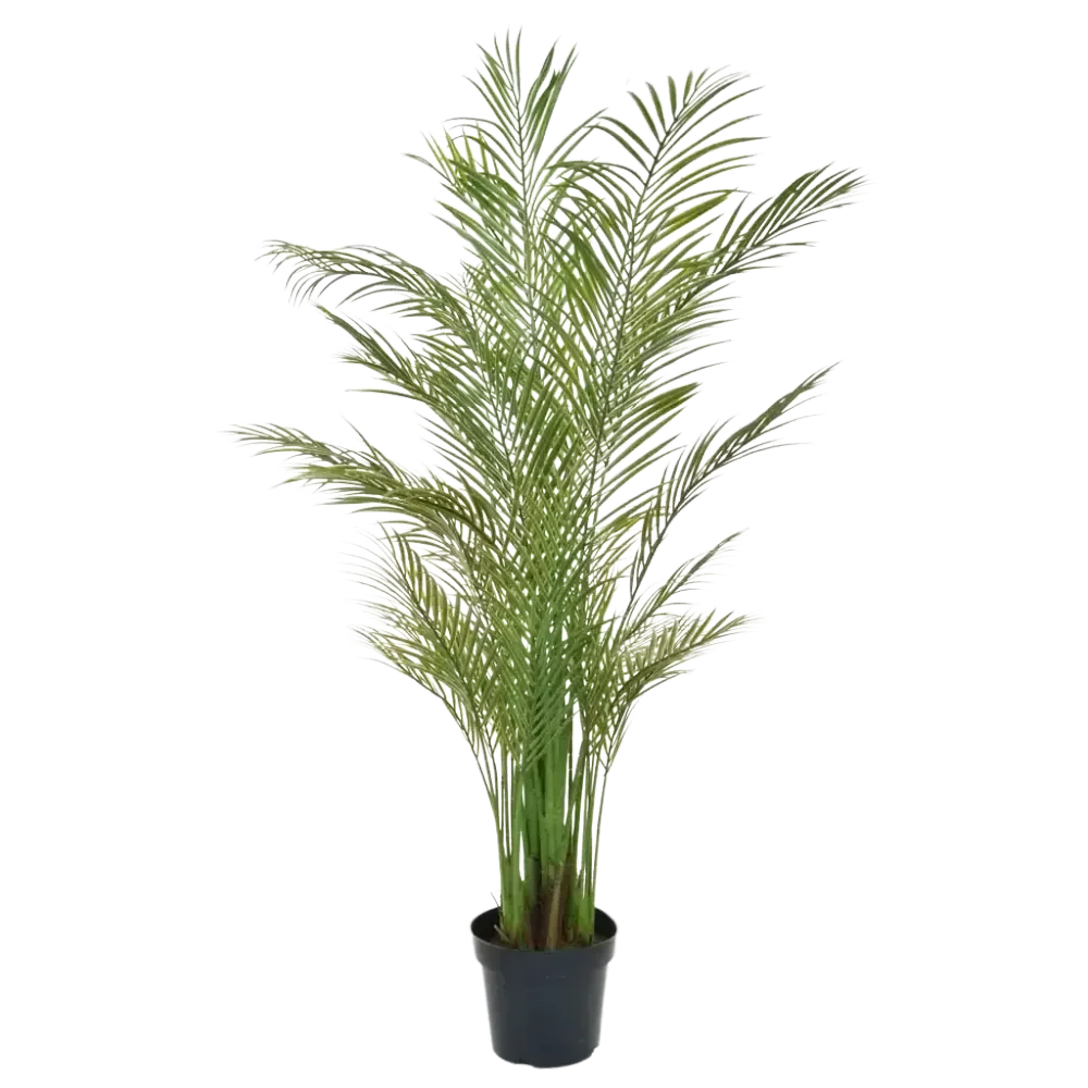 Künstliche Areca Palme - Amelie | 180 cm