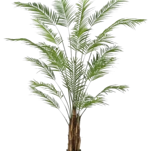 Künstliche Areca Palme - Isaiah | 240 cm