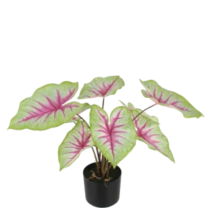Künstliche Caladium - Malena | 55 cm