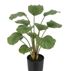 Künstliche Calathea - Catalina | 63 cm